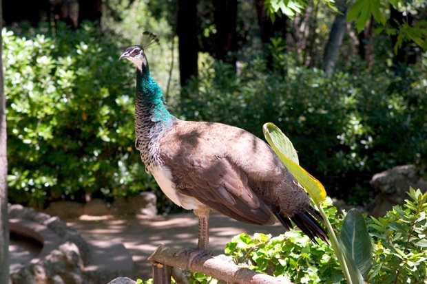 rodini-park-tavuskusu