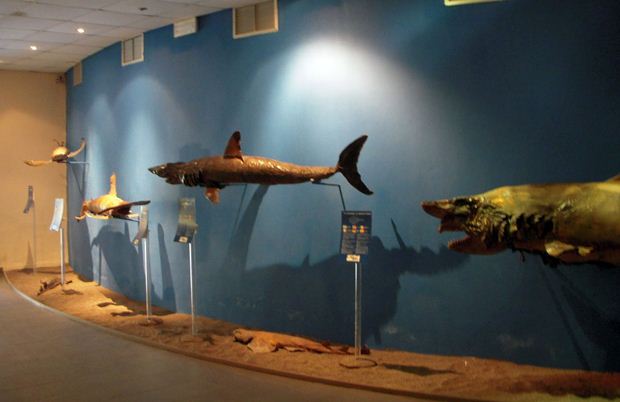 Shark Wall in the Aquarium